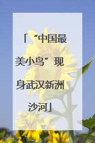 “中国最美小鸟”现身武汉新洲沙河