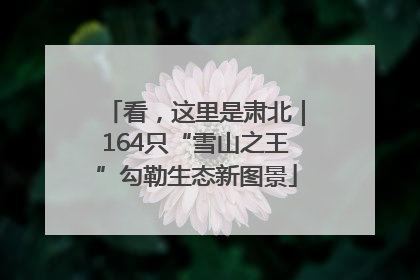 看，这里是肃北｜164只“雪山之王”勾勒生态新图景