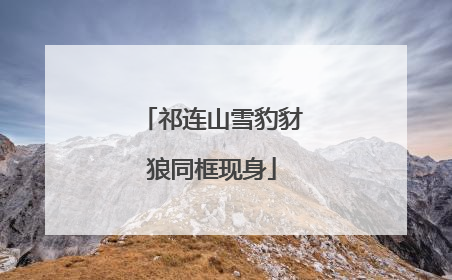 祁连山雪豹豺狼同框现身