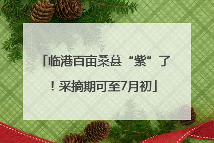 临港百亩桑葚“紫”了！采摘期可至7月初