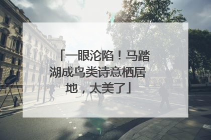 一眼沦陷！马踏湖成鸟类诗意栖居地，太美了