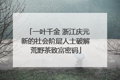 一叶千金 浙江庆元新的社会阶层人士破解荒野茶致富密码
