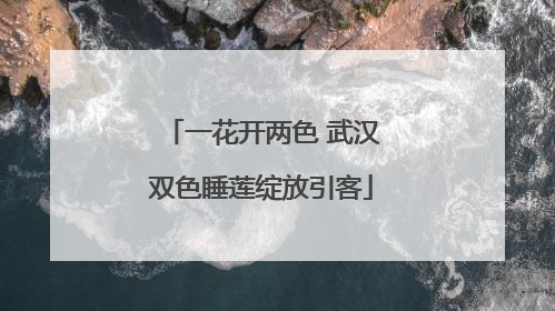 一花开两色 武汉双色睡莲绽放引客