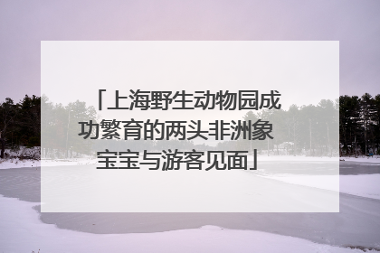 上海野生动物园成功繁育的两头非洲象宝宝与游客见面