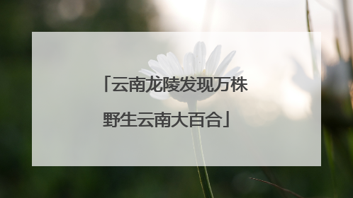 云南龙陵发现万株野生云南大百合