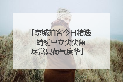 京城拍客今日精选｜蜻蜓早立尖尖角 尽赏夏荷气度华