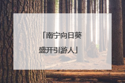 南宁向日葵盛开引游人
