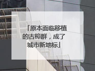 原本面临移植的古樟群，成了城市新地标