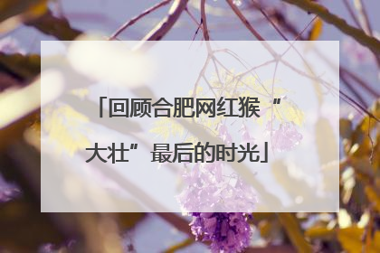 回顾合肥网红猴“大壮”最后的时光