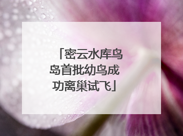 密云水库鸟岛首批幼鸟成功离巢试飞