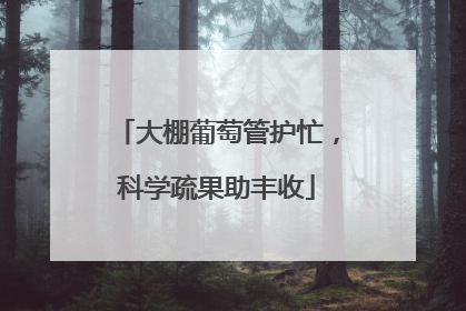 大棚葡萄管护忙，科学疏果助丰收