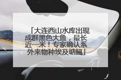 大连西山水库出现成群黑色大鱼，最长近一米！专家确认系外来物种埃及塘鲺