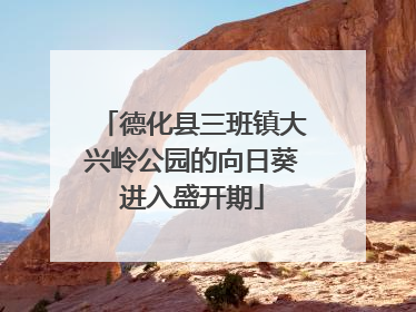 德化县三班镇大兴岭公园的向日葵进入盛开期