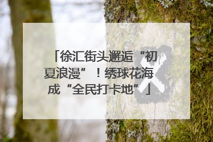 徐汇街头邂逅“初夏浪漫”！绣球花海成“全民打卡地”