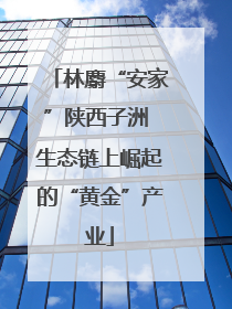 林麝“安家”陕西子洲 生态链上崛起的“黄金”产业