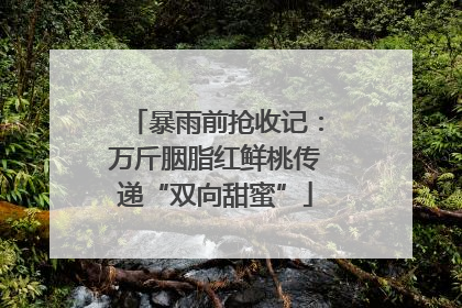 暴雨前抢收记：万斤胭脂红鲜桃传递“双向甜蜜”