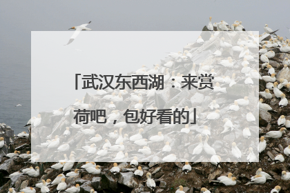 武汉东西湖：来赏荷吧，包好看的