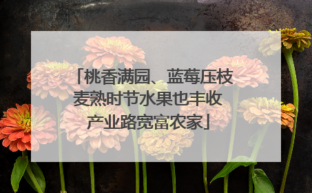 桃香满园、蓝莓压枝 麦熟时节水果也丰收 产业路宽富农家