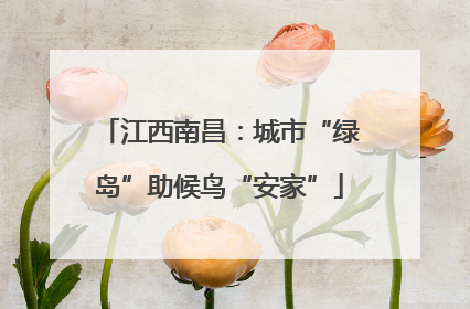 江西南昌：城市“绿岛”助候鸟“安家”