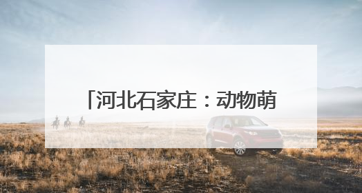 河北石家庄：动物萌宝的快乐“六一”