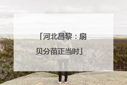 河北昌黎：扇贝分苗正当时
