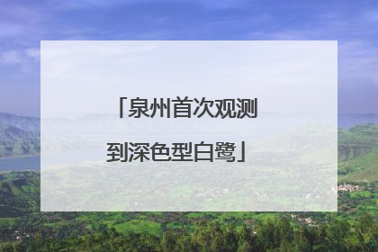 泉州首次观测到深色型白鹭