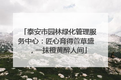泰安市园林绿化管理服务中心：匠心育得萱草盛，一抹橙黄醉人间