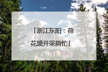 浙江东阳：荷花盛开采摘忙