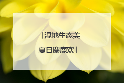 湿地生态美 夏日麋鹿欢