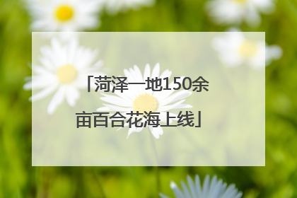 菏泽一地150余亩百合花海上线