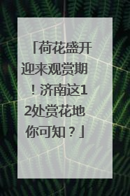 荷花盛开迎来观赏期！济南这12处赏花地你可知？