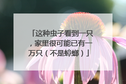 这种虫子看到一只，家里很可能已有一万只（不是蟑螂）