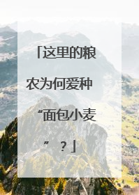 这里的粮农为何爱种“面包小麦”？