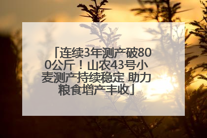 连续3年测产破800公斤！山农43号小麦测产持续稳定 助力粮食增产丰收