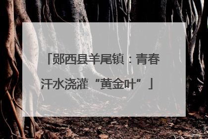 郧西县羊尾镇：青春汗水浇灌“黄金叶”