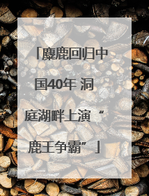 麋鹿回归中国40年 洞庭湖畔上演“鹿王争霸”